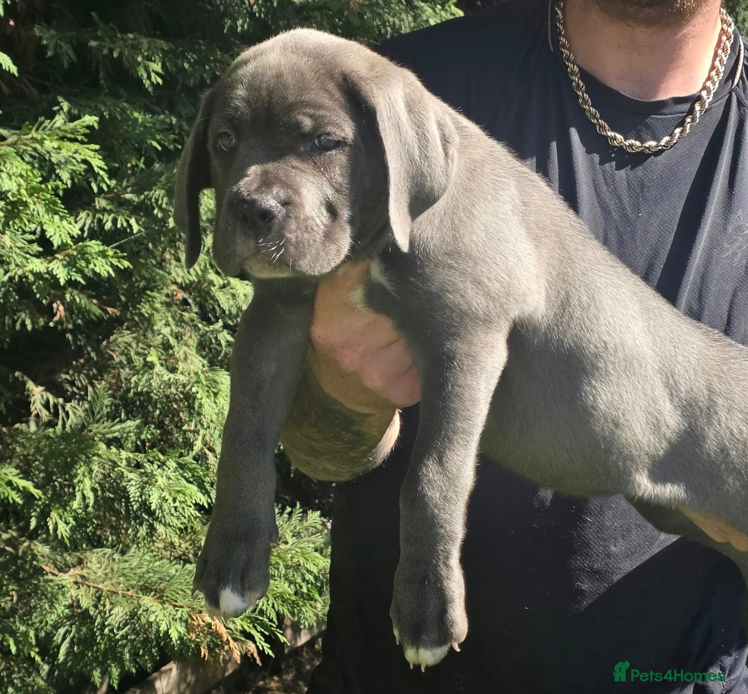 Cane Corso dogs 1 beautiful blue cane corso females left!  - Advert 11