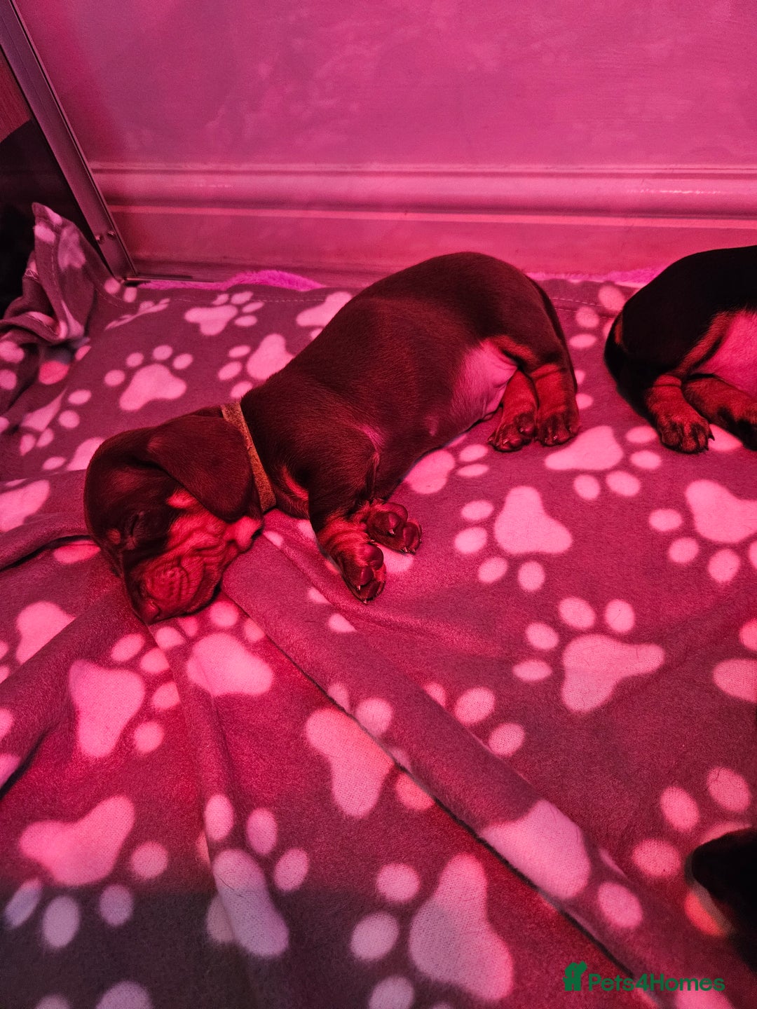 Dachshund dogs for sale: Puppies for sale - Advert 13