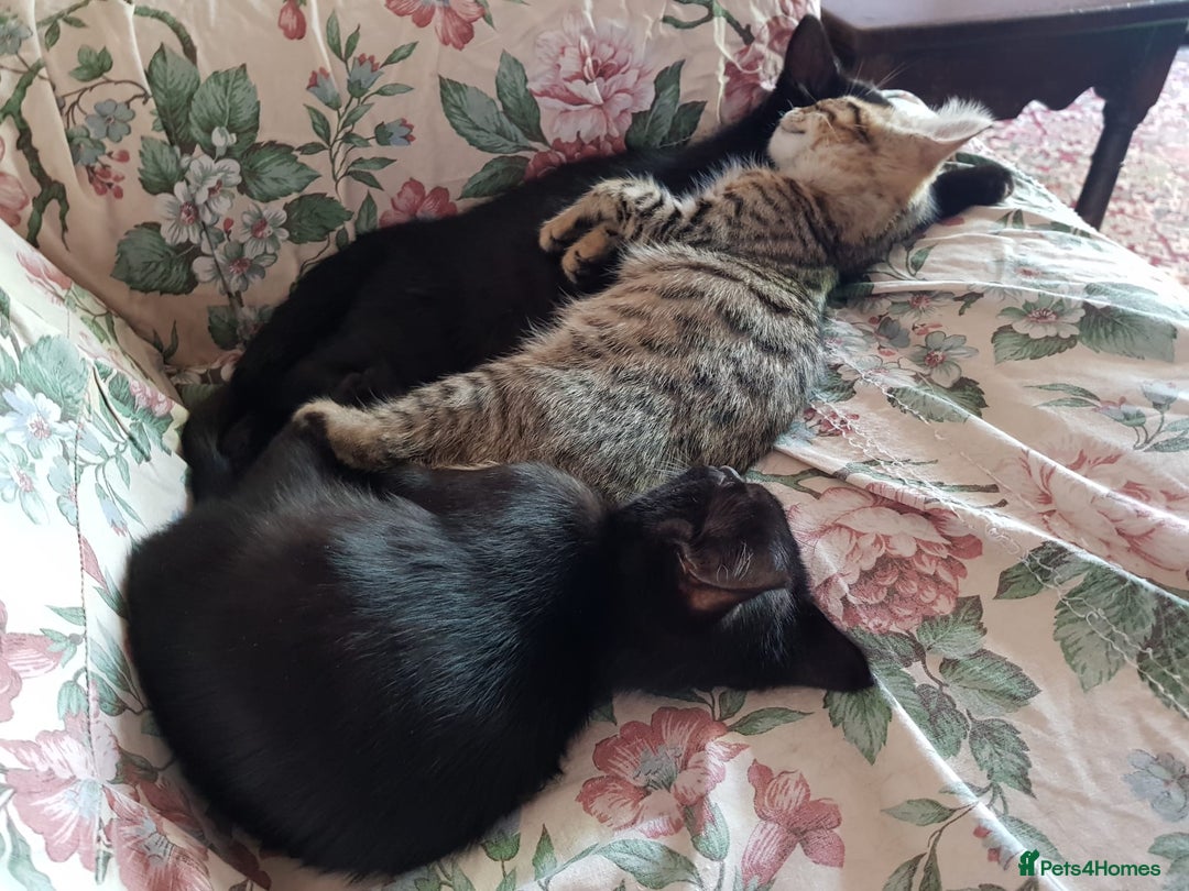 Mixed Breed cats for sale: Lovely Bengal Cross Kittens - Image 6