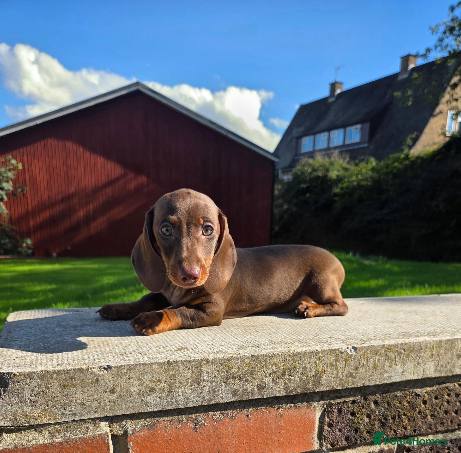 Miniature Dachshund dogs Beautiful choc & tan female - Advert 1
