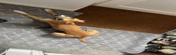 Whippet dogs for sale: 1y old whippet female for sale  - Advert 3