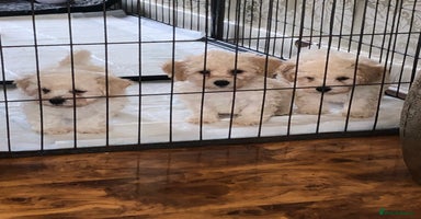 Poochon dogs - Advert 9