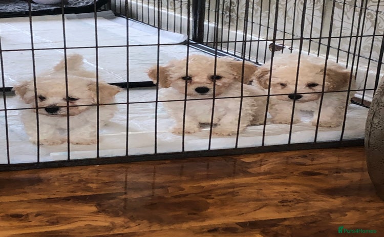 Poochon dogs - Advert 3