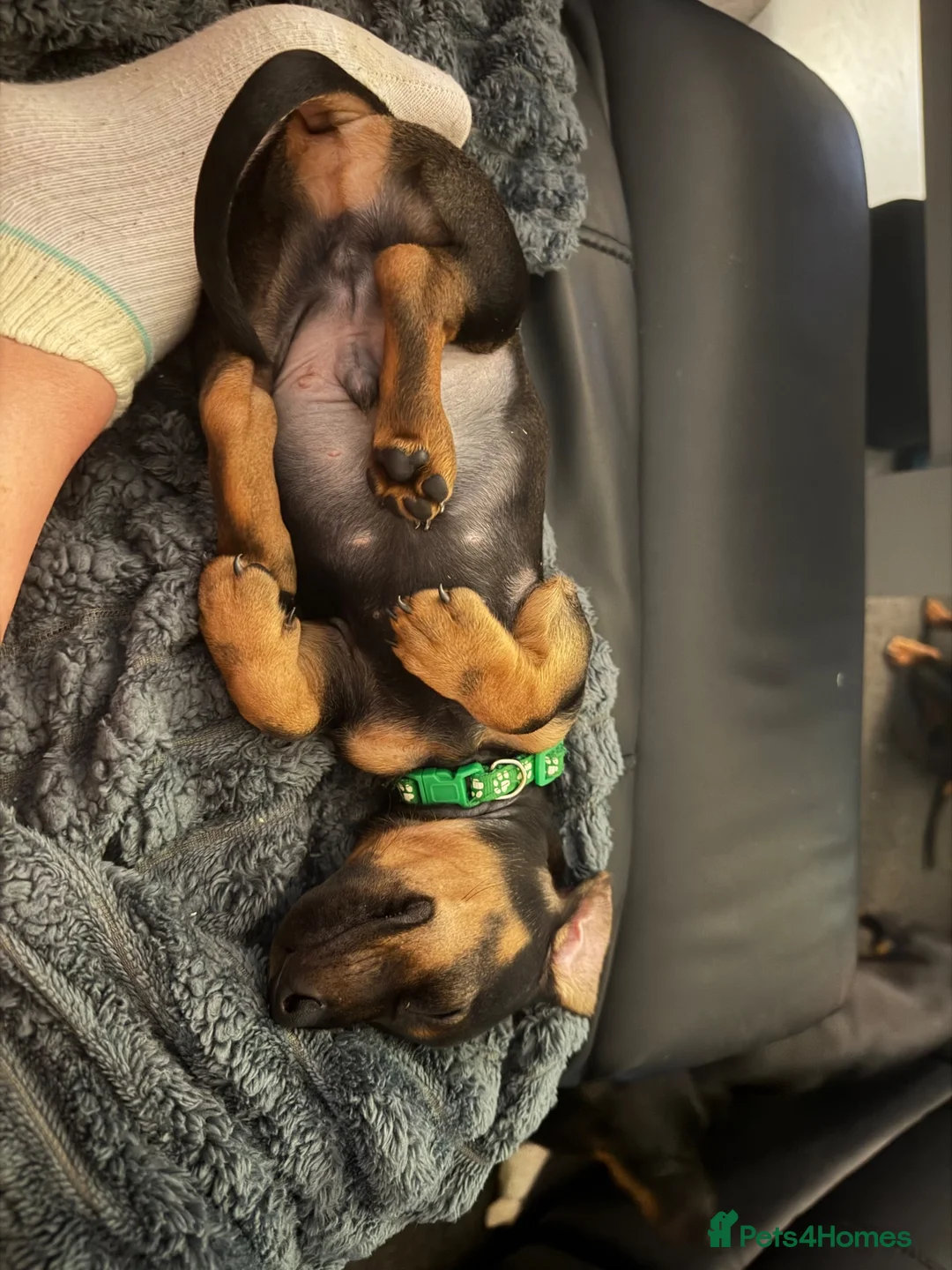 Miniature Dachshund dogs for sale: Miniature dachshunds  for sale  - Advert 1