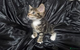 British Shorthair cats for sale: Kittens ready to go to new homes  - Image 12