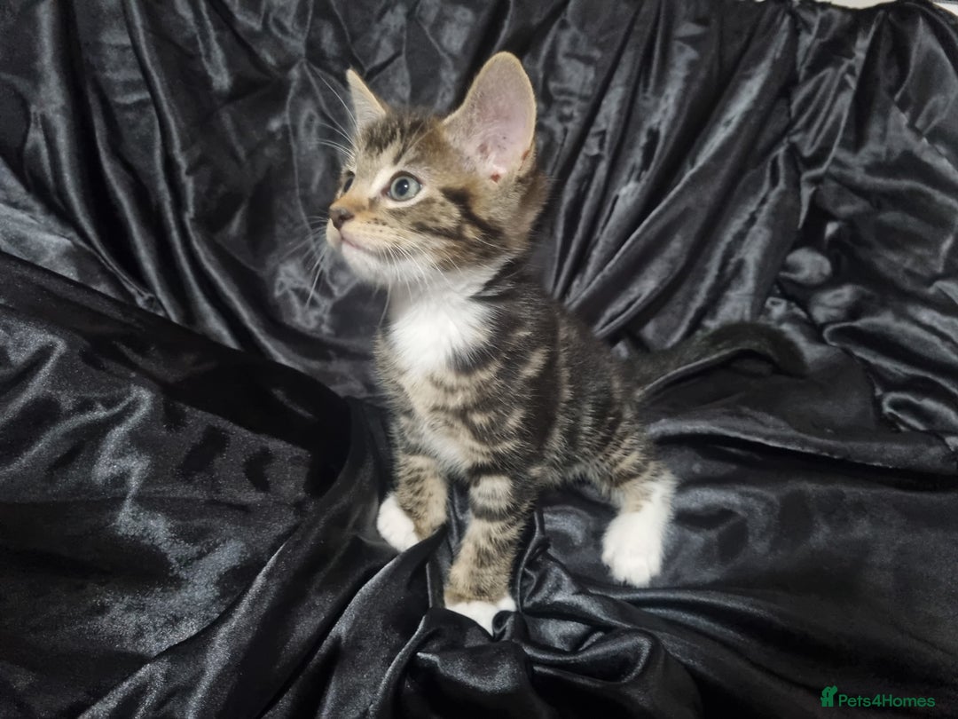 British Shorthair cats for sale: Kittens ready to go to new homes  - Image 12