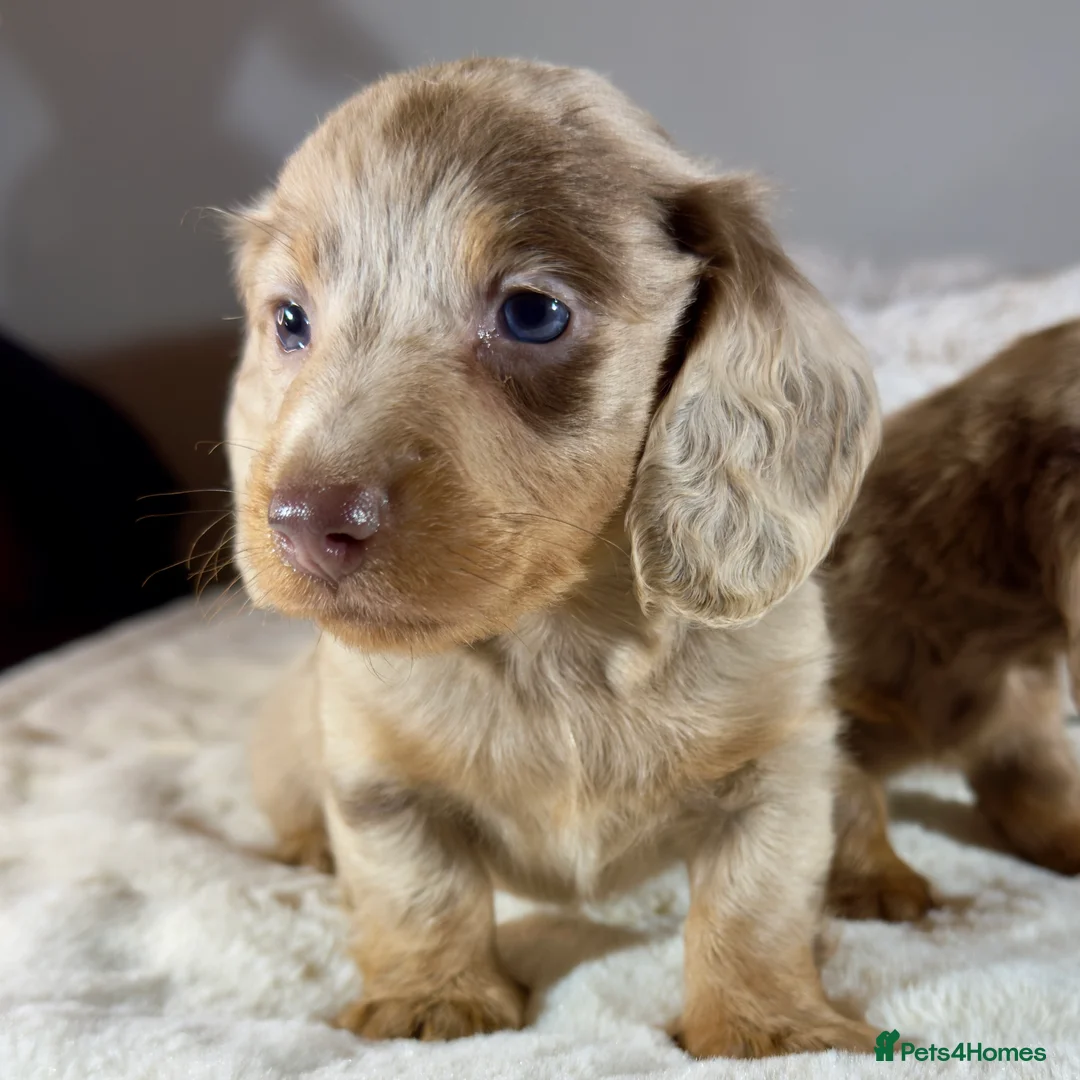 Miniature Dachshund dogs for sale: Long Hair Dachshund miniature Dapple - Advert 14