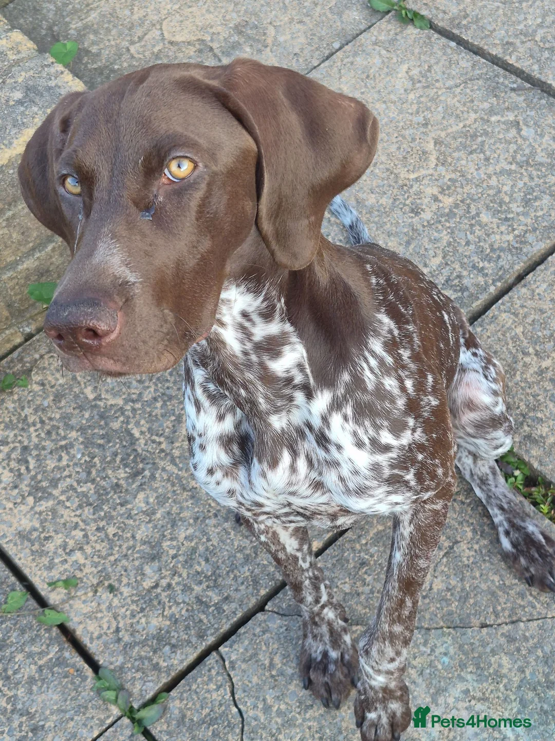 German Shorthaired Pointer dogs for sale: Winter in Newport - Advert 1