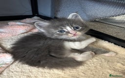 Maine Coon cats for sale: Beautiful RARE coloured Maine Coons - Image 13