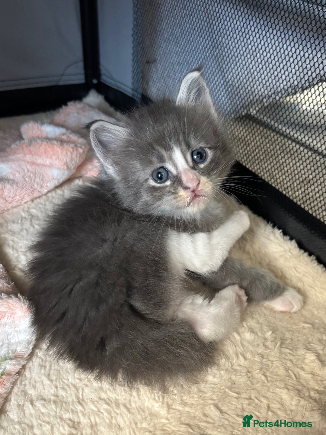 Maine Coon cats for sale: Beautiful RARE coloured Maine Coons - Image 13