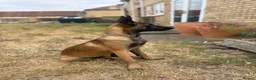 Belgian Shepherd Dog dogs for sale: belgium malinois in Lincoln - Advert 2