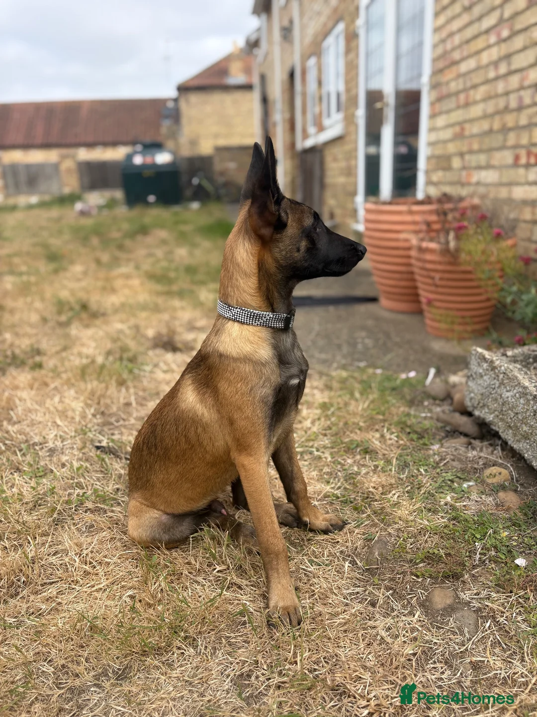 Belgian Shepherd Dog dogs for sale: belgium malinois in Lincoln - Advert 2