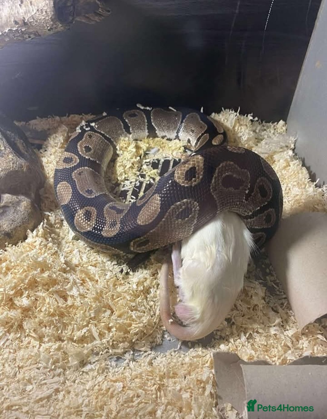 Python Snake reptiles for sale: Captain ball python and his viv - Advert 2