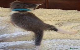 Ragdoll cats for sale: Ragdoll x BSH kittens (individually priced) - Image 30