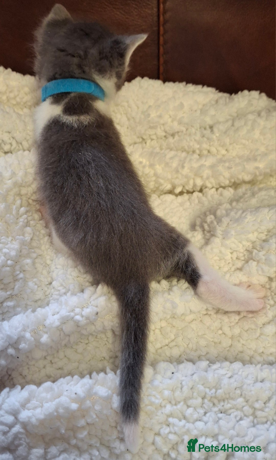 Ragdoll cats for sale: Ragdoll x BSH kittens (individually priced) - Image 30