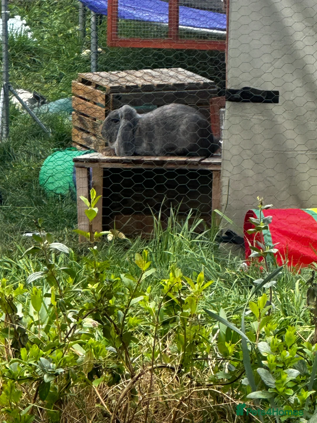 French Lop rabbits for sale: Male French lop - Advert 4