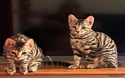 Bengal cats for sale: 5 stunning boy bengal x snow lynx  - Advert 13