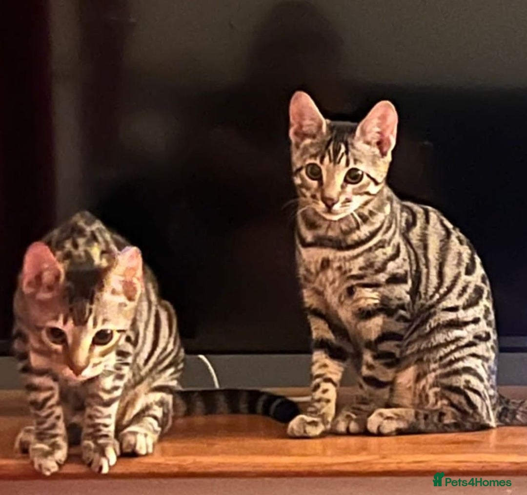 Bengal cats for sale: 5 stunning boy bengal x snow lynx  - Advert 13