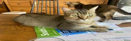 Abyssinian cats for sale: Four 3/4 Abyssinian 1/4 British shorthair kittens in Cambridge - Advert 8