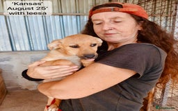 Mixed Breed dogs for adoption: Dallas, 6 months approx. Available for adoption. - Image 7