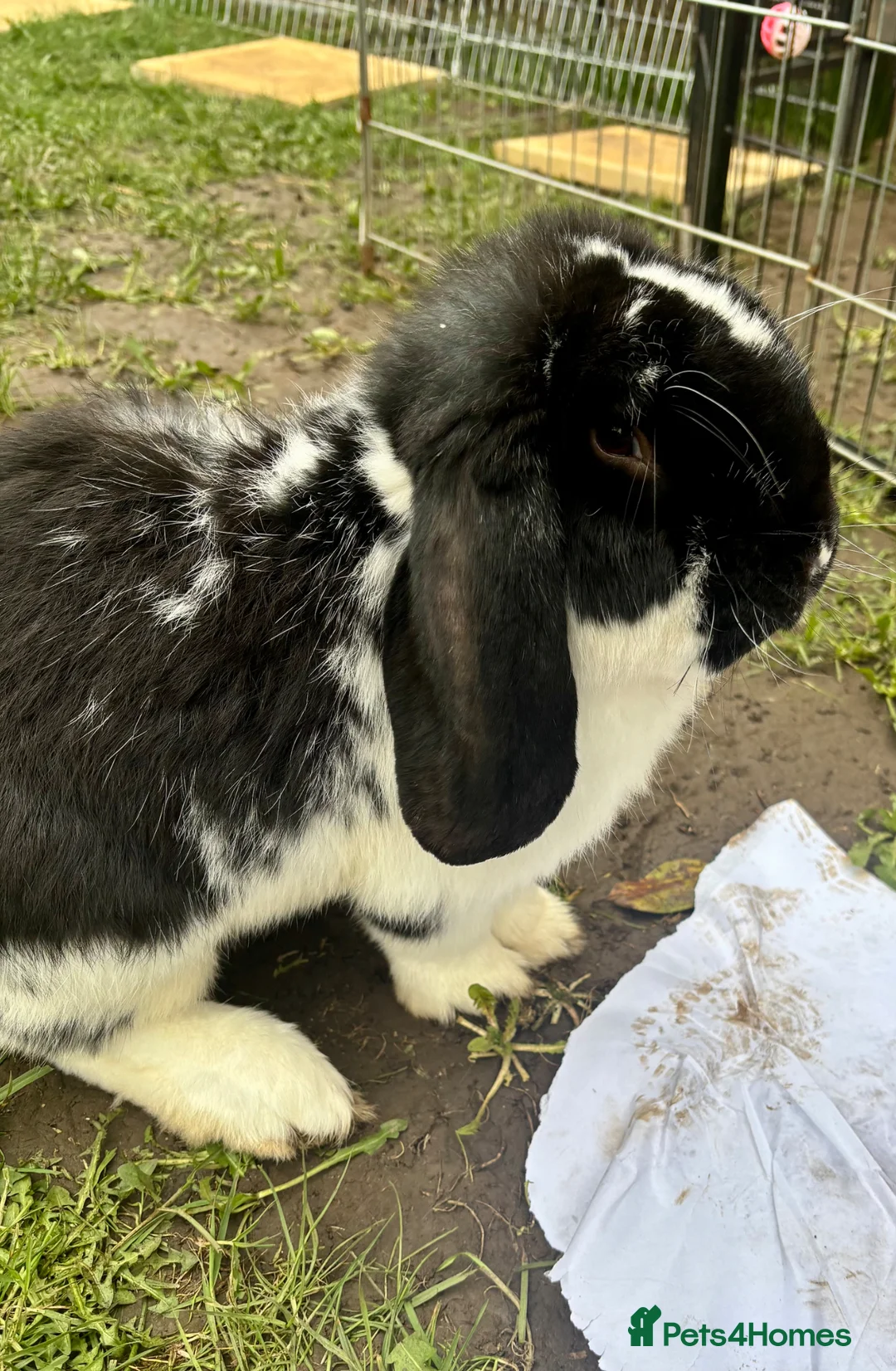 French Lop rabbits for sale: Male French lop  - Advert 1