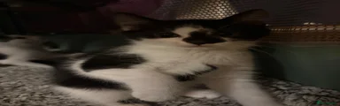 Mixed Breed 3