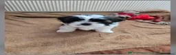 Shih Tzu dogs for sale: Beautiful  Shih Tzu puppy needs a loving home - Advert 13