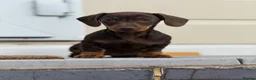 Miniature Dachshund dogs for sale: Gorgeous smooth coat mini dachshund puppies  - Advert 3