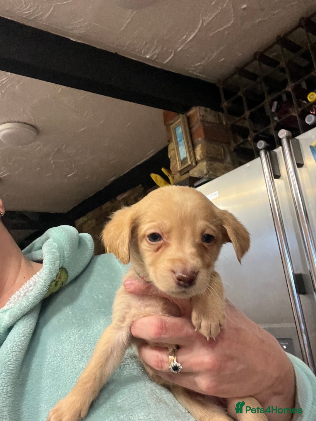 Labrador Retriever dogs for sale: Adorable Labrador puppies  - Advert 17