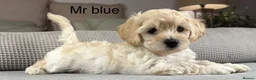 Maltipoo dogs for sale: SEE ALL OUR PUPPIES ON INSTA. OAKWELL RETRIEVERS  - Advert 12