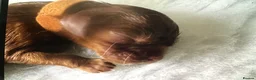 Cavalier King Charles Spaniel dogs for sale: Beautiful Cavalier King Charles Spaniel Puppies 🐶 - Advert 11