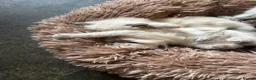 Ragdoll cats for sale: Gorgeous ragdoll kittens  in Bishop Auckland - Advert 7