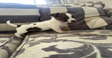 Jack Russell dogs - Advert 15