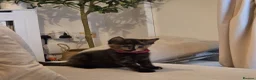 Mixed Breed cats for sale: tortoiseshell kitten - Advert 4