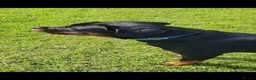 Rottweiler dogs for sale: STUNNING KC REGISTERED PUPPIES  - Advert 6