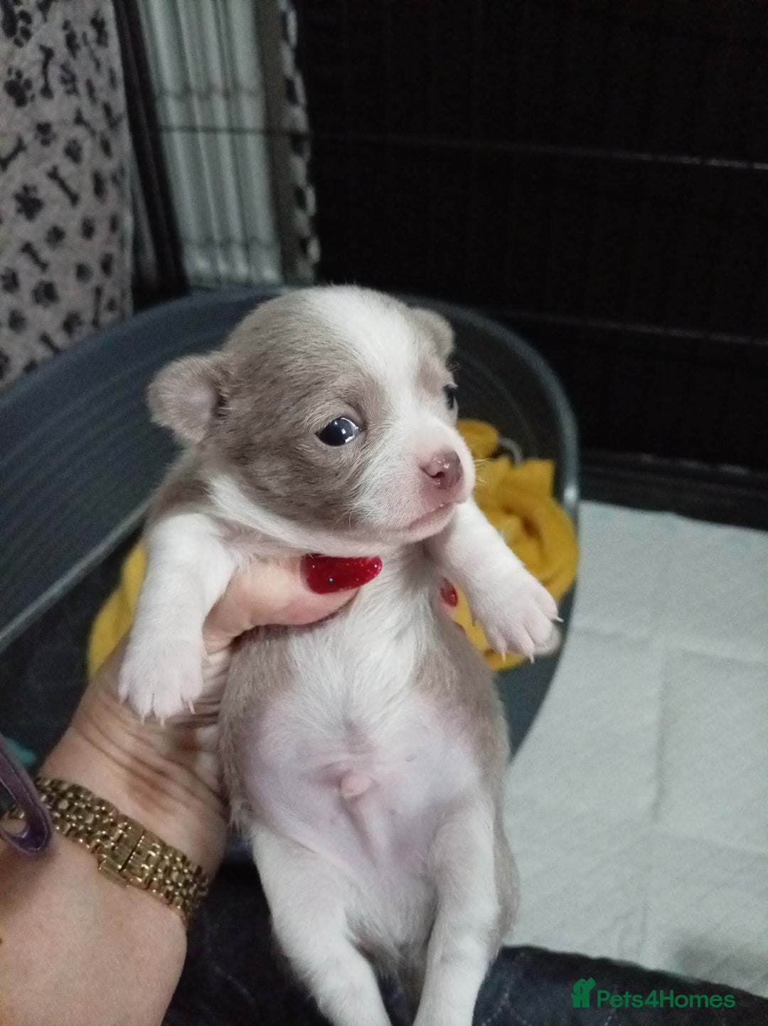 Chihuahua dogs for sale: Chihuahua puppies - Advert 5