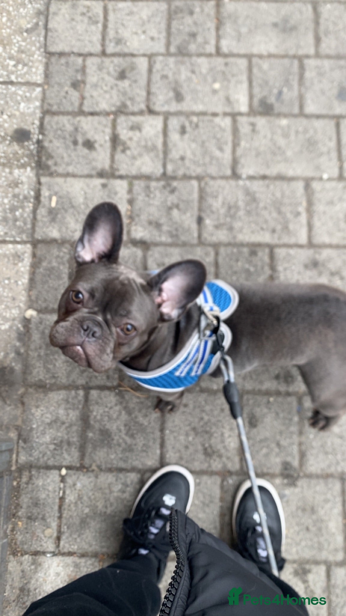 French Bulldog dogs Frenchie nala - Advert 3