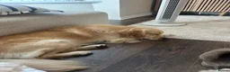 Golden Retriever dogs for stud: KC Registered Golden Retriever for Stud - Advert 3