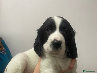 Sprocker dogs - Advert 3