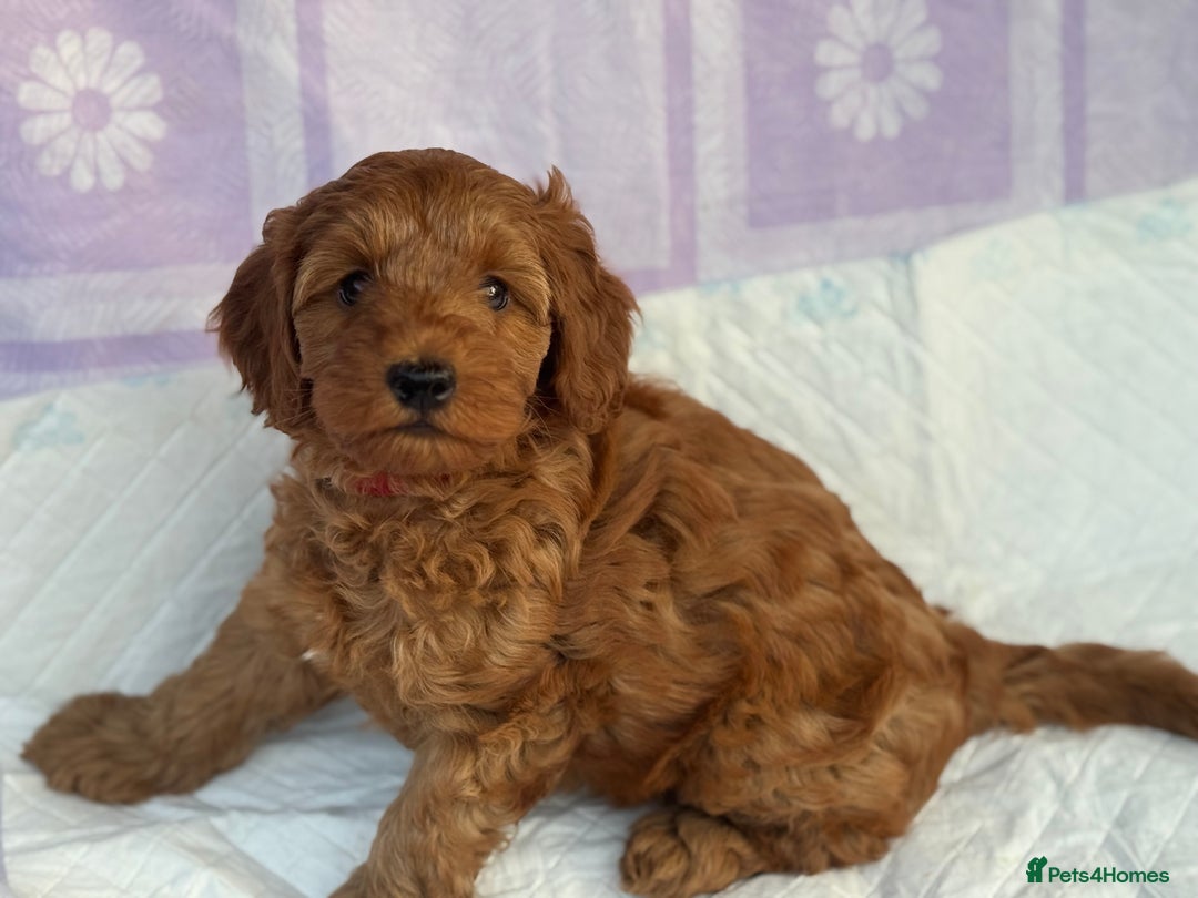 Cockapoo dogs for sale: Gorgeous Cockerpoo F1b - Image 36