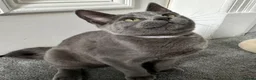 Russian Blue cats for sale: Russian Blue Kittens  - Advert 38