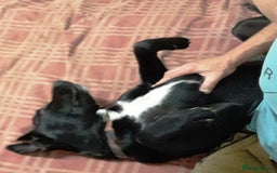 Mixed Breed dogs for adoption: Meet SHEAMUS - a handsome boy for a confident Home - Image 21