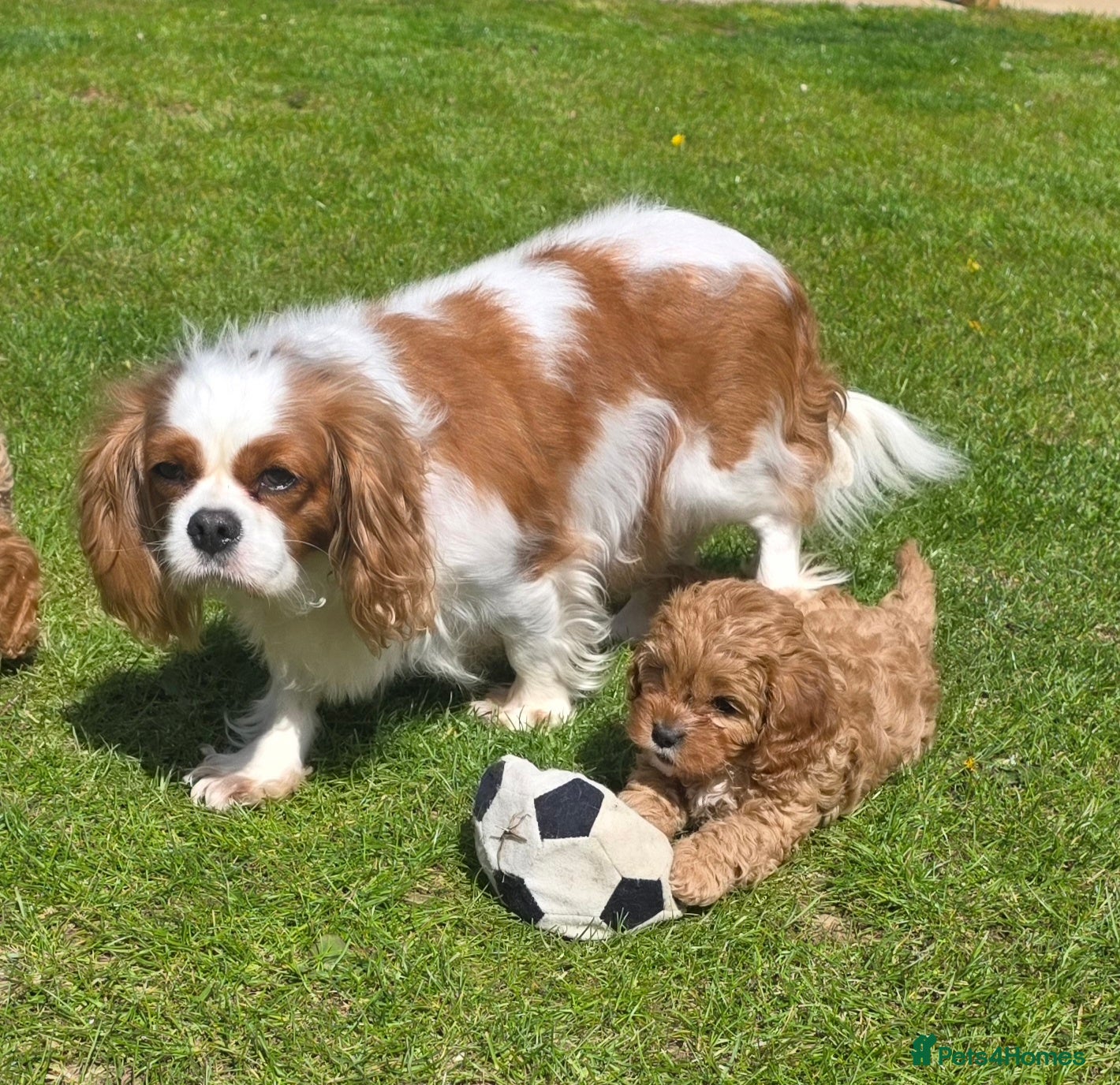 Cavapoo dogs Cavapoo Puppies - Advert 2