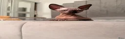 Sphynx cats for sale: !🌺🫶 Ready NOW!! - Advert 28