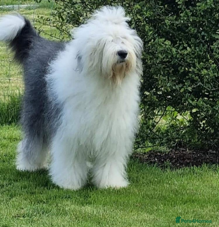 Old English Sheepdog dogs HEALTH TESTED OLD ENGLISH SHEEPDOG PUPPIES  - Advert 16