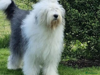 Old English Sheepdog dogs HEALTH TESTED OLD ENGLISH SHEEPDOG PUPPIES - Advert 1