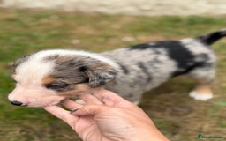 Mixed Breed dogs for sale: collie x Huntaway  pups one boy left  - Image 8
