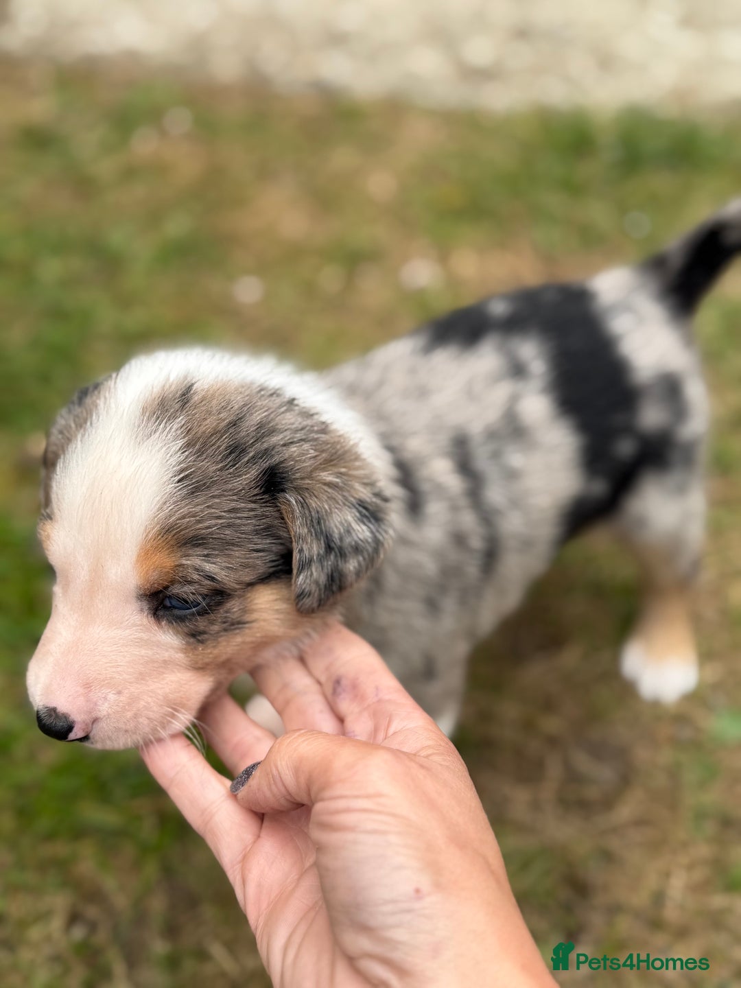 Mixed Breed dogs for sale: collie x Huntaway  pups one boy left  - Image 8