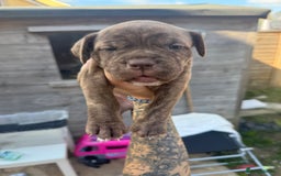 Mixed Breed dogs for sale: Beautiful American bulldog x cane corso puppies - Image 23