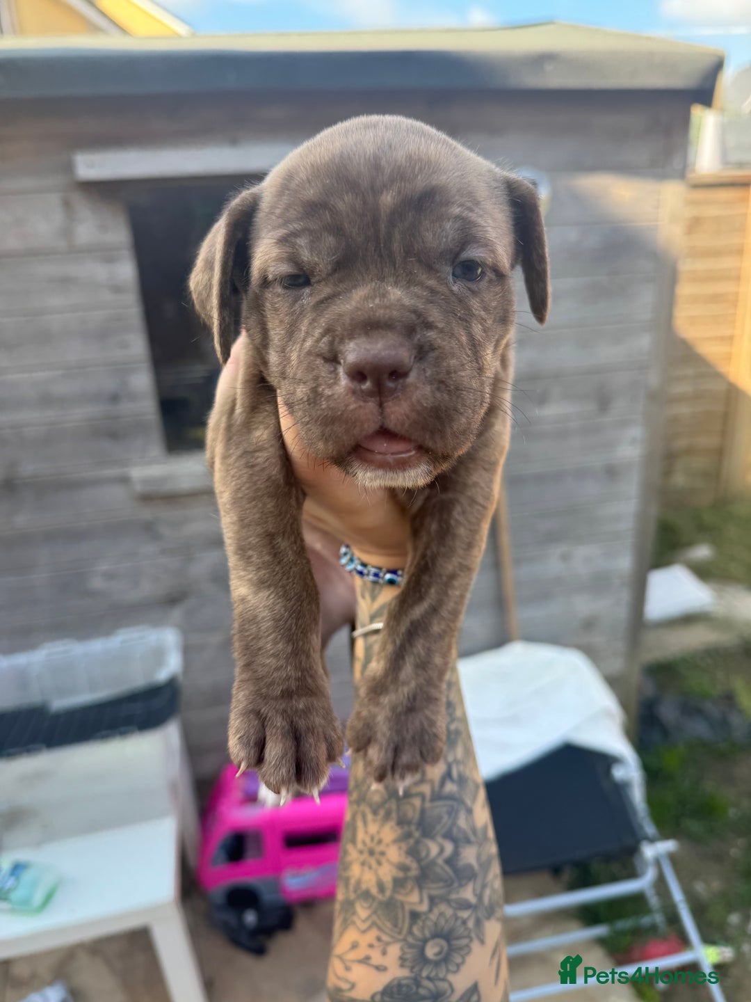 Mixed Breed dogs for sale: Beautiful American bulldog x cane corso puppies - Image 23